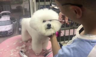 宠物美容师培训费用 宠物美容师培训费用