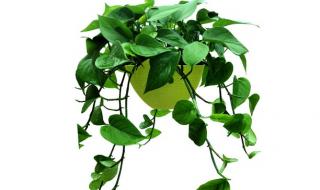 绿萝叶子发黄怎么办?